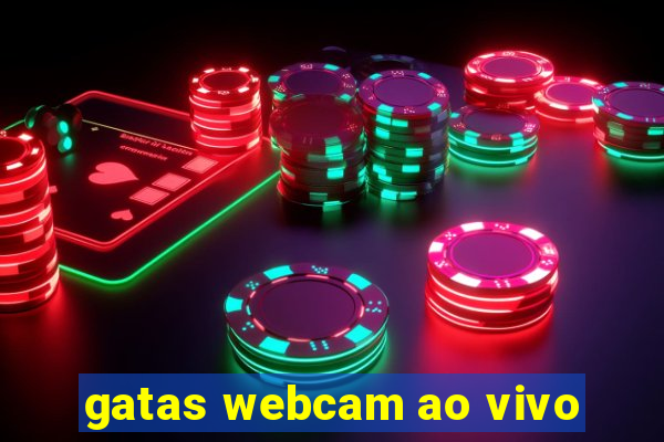 gatas webcam ao vivo